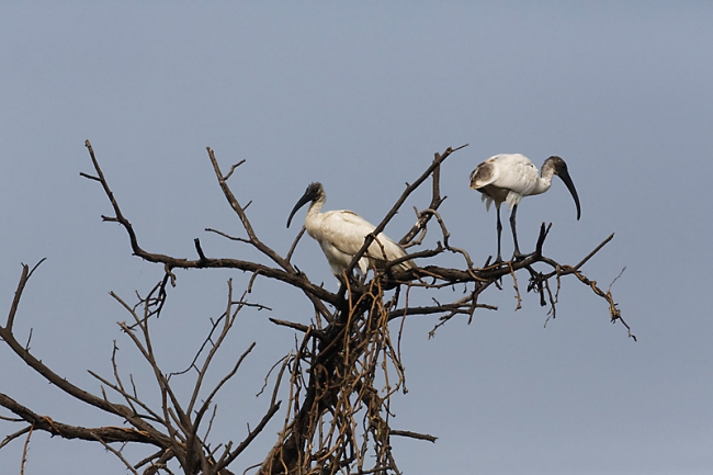 Keoladeo national park-155